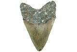 Bargain, Fossil Megalodon Tooth - North Carolina #311695-2